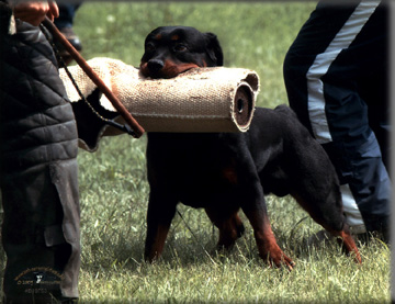 Hammer von Kaden   |   rottweiler stud dogs