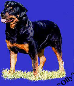 Olly vom Blackriesen