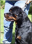 Click to enlarge image of Wonderland Rudi vom Neuenschloss