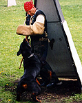 Click to enlarge image of Draven vom Igor House
