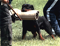HAMMER VON KADEN