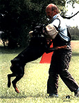 HAMMER VON KADEN