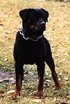 HAMMER VON KADEN