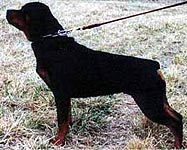 Click to enlarge image of Tazha von Risingstar