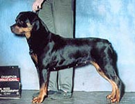 Click to enlarge image of Tazha von Risingstar