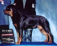Click to enlarge image of Tazha von Risingstar