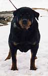 PRINCESS ZOYA VON STEWART