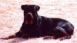 CHIEF JUSTICE VON KADEN