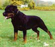 Click to enlarge image