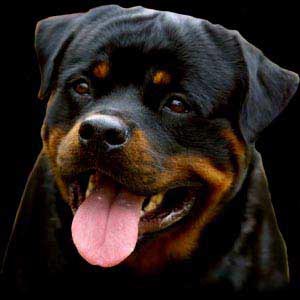 rottweilers, rottweiler breeder, rottweiler puppies