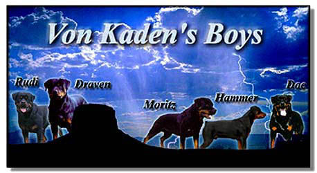 Rottweiler Stud Dogs, Rottweiler males